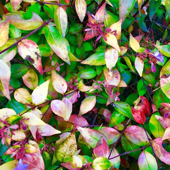 LIKE 2B NoTIFIED LIVE SHoWS!! POP UPS!!⭐️⭐️⭐️⭐️⭐️ - Picture 2 of 9